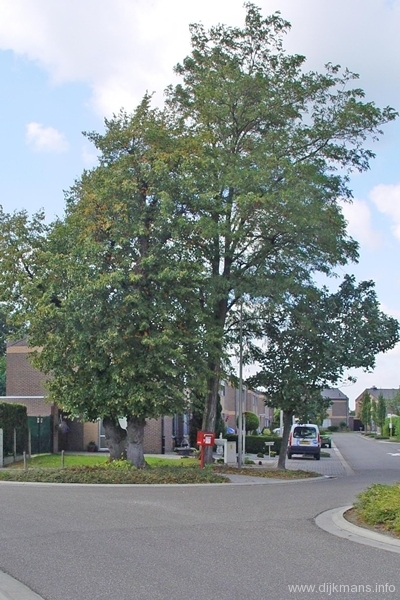 Lindenboom Graanstraat